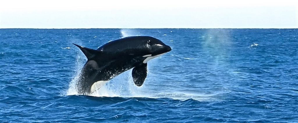 Watch Orcas at The Bremer Canyon