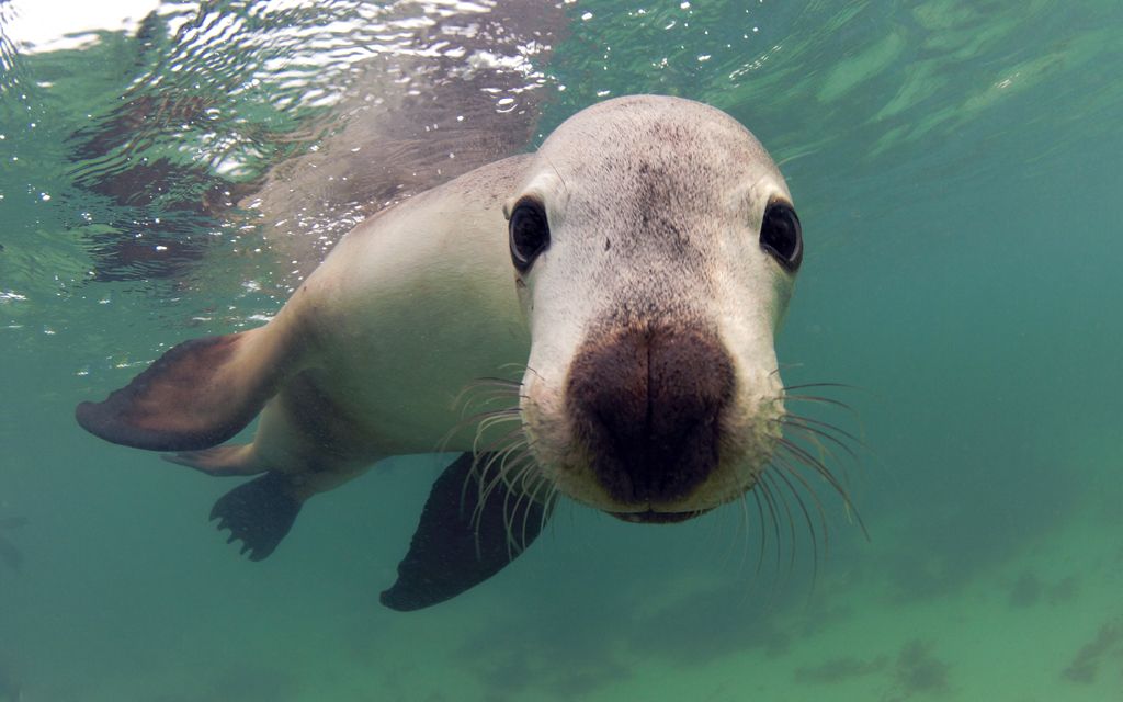 sea lions swimming