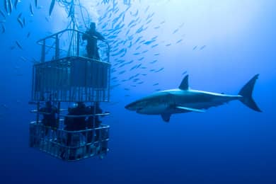 aussie marine adventures cage diving great white shark