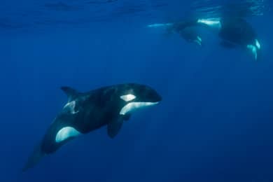 aussie marine adventures orca killer whale