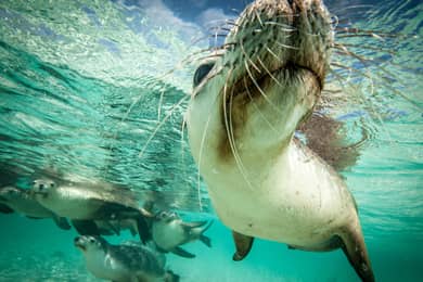aussie marine adventures sea lions