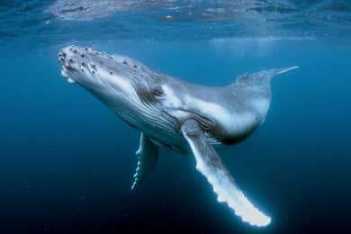 aussie marine adventures humpback whale swim