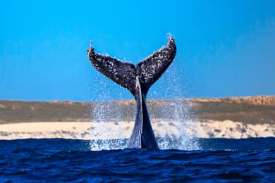 aussie marine adventures whale watching