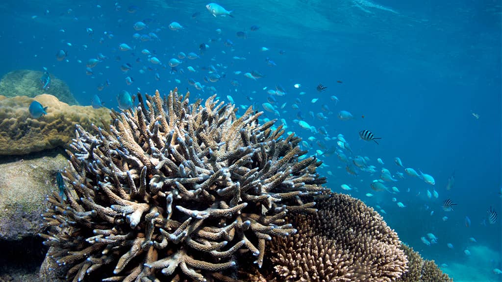 The SCUBA Dive Series:  Part 5 – Coral Bay