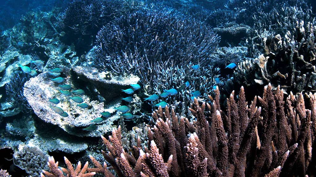 aussie marine adventures scuba diving coral bay