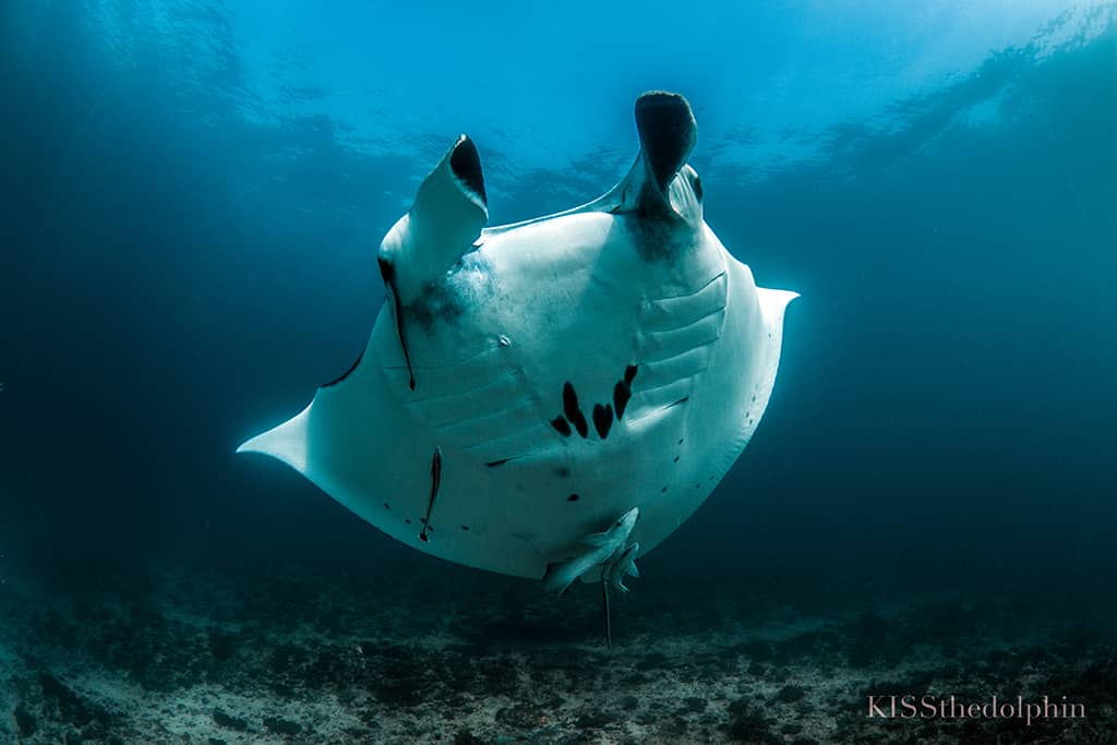 aussie marine adventures scuba diving coral bay manta ray