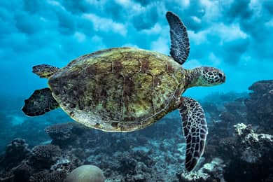 aussie marine adventures turtles