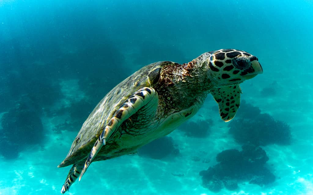 aussie marine adventures turtles