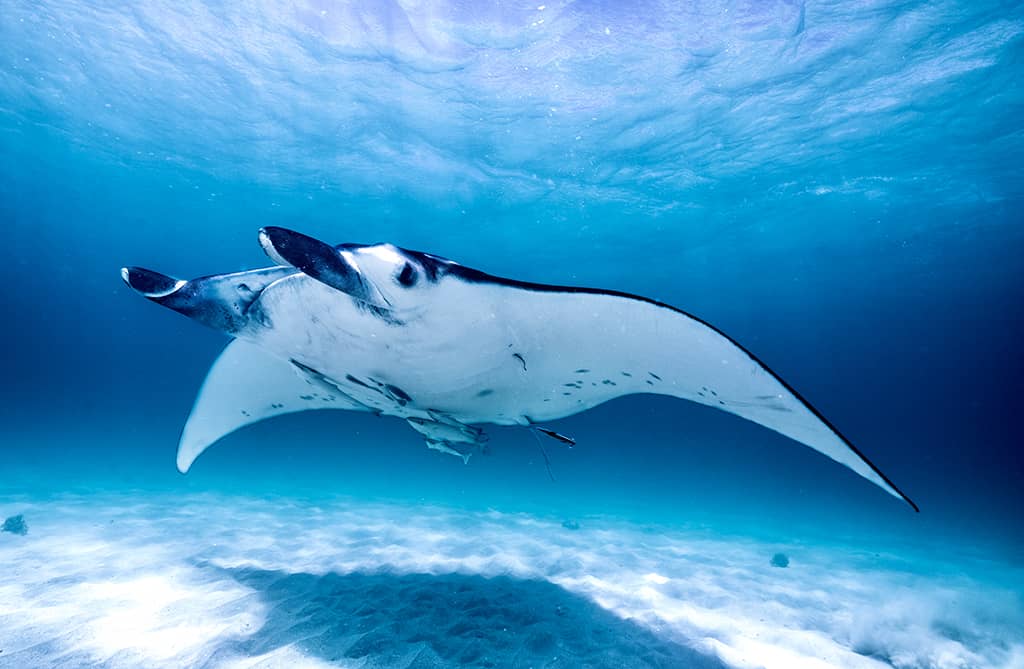 alex westover aussie marine adventures swimming with manta rays