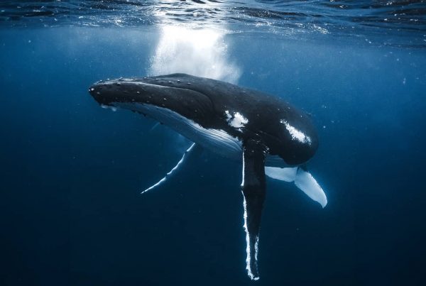 aussie marine adventures whale swim